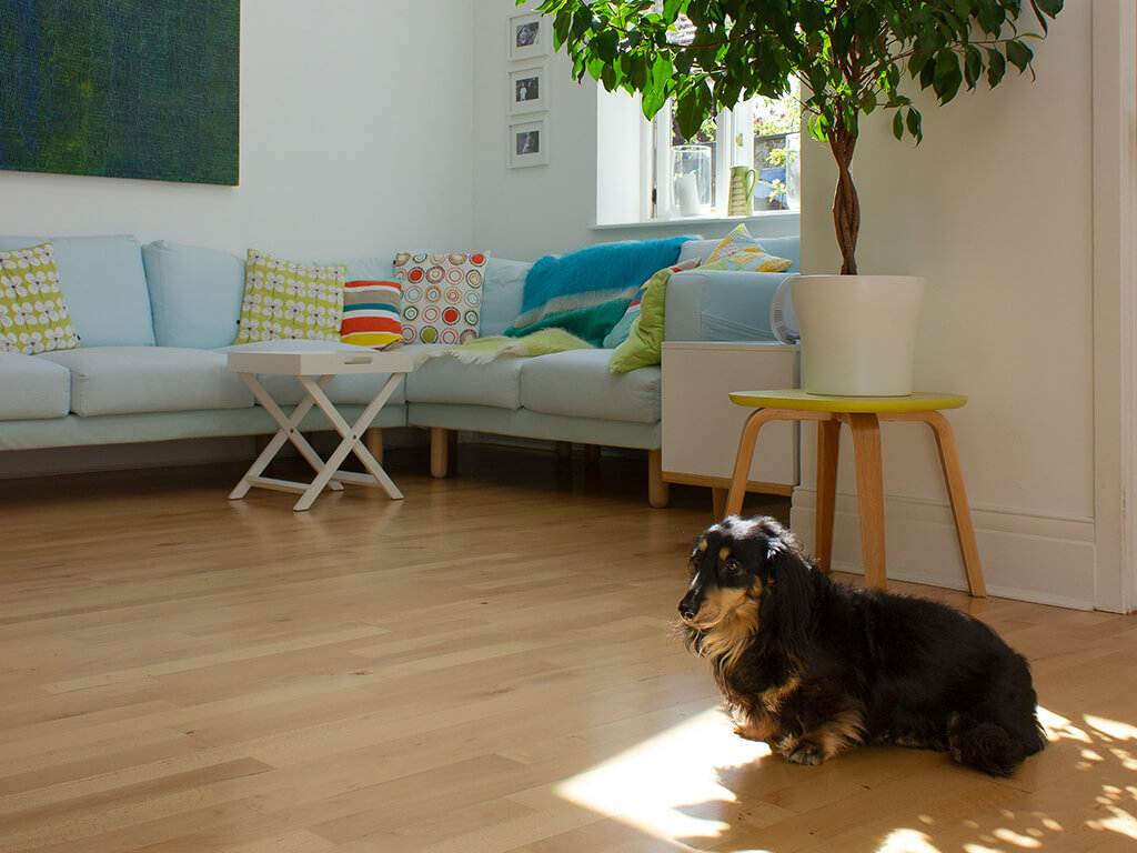 Sunlight in modern living room