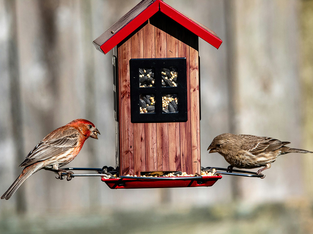 Two birds at a bird feeder