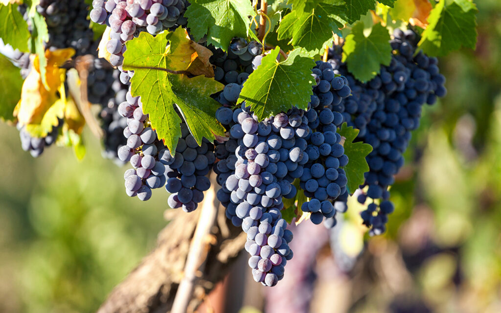 Grapes on the vine