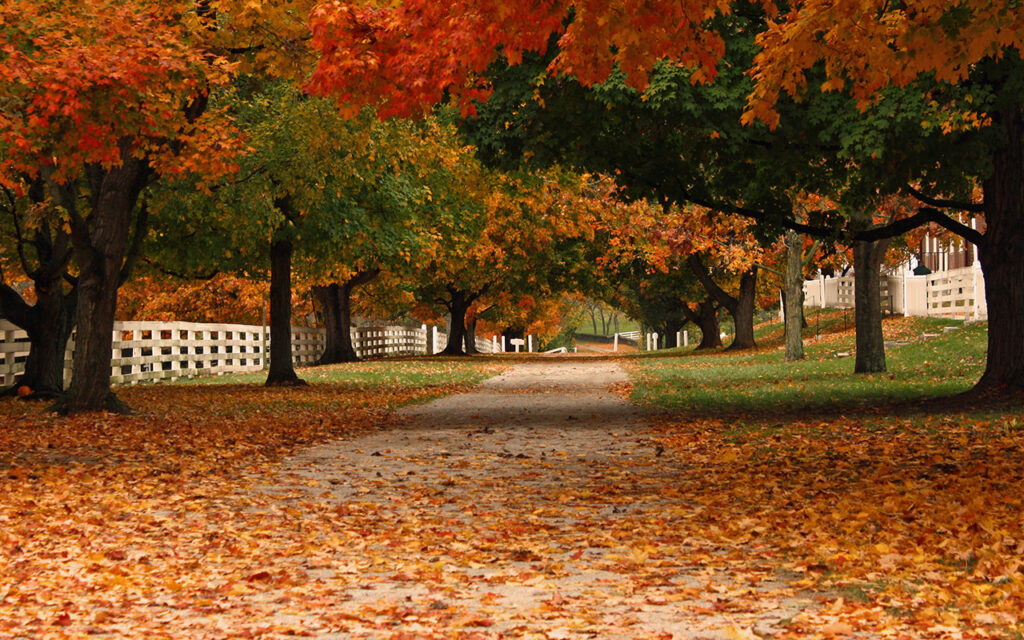 Falling leaves in autumn