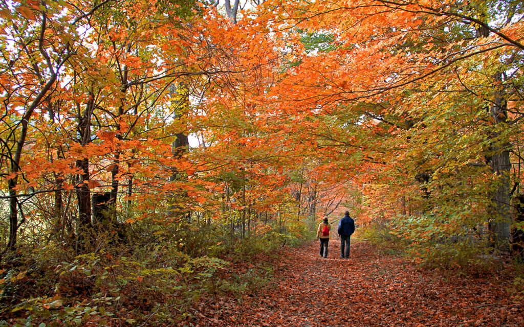 Strolling through the autumn forest in The Berkshires of western Massachusetts