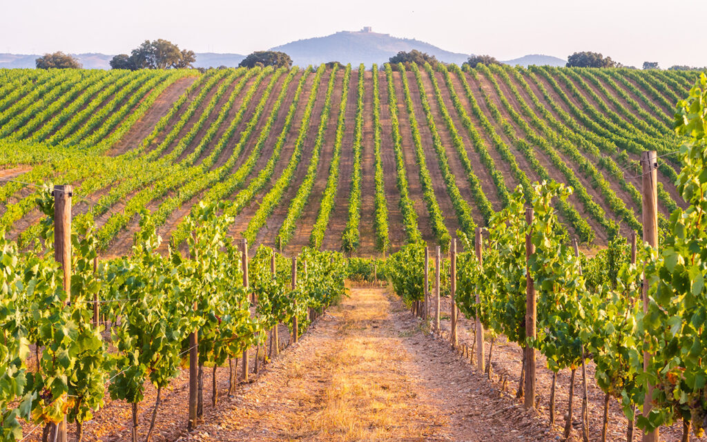 Vineyard for wine making