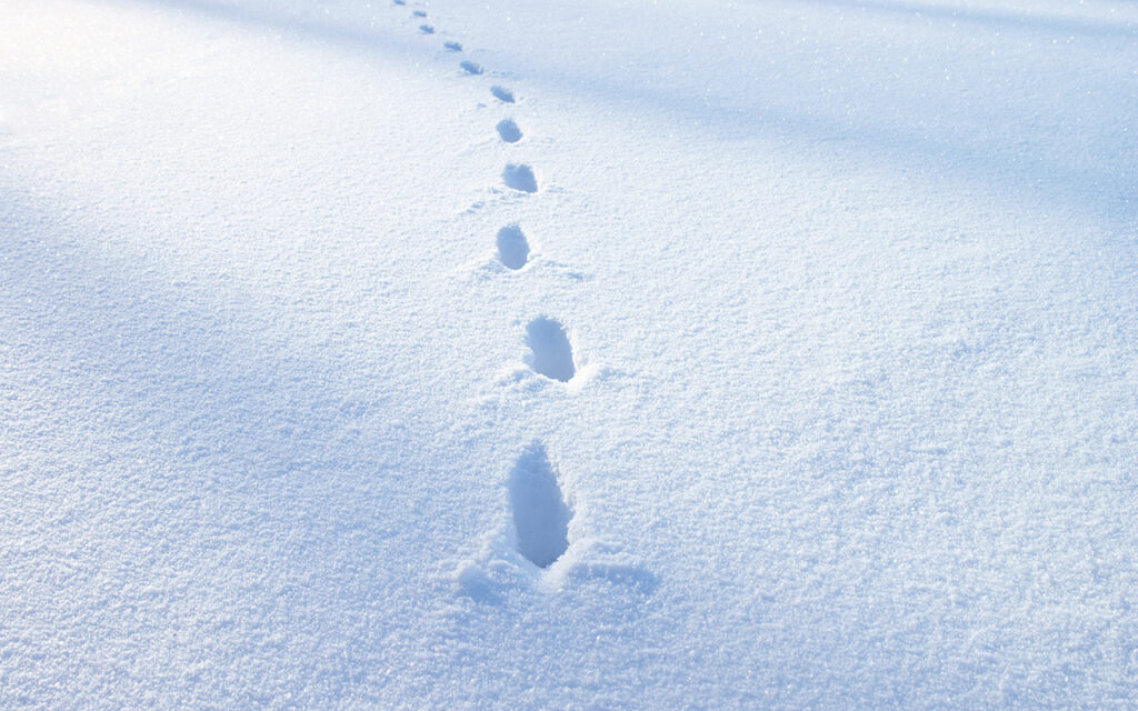 Footsteps at snow