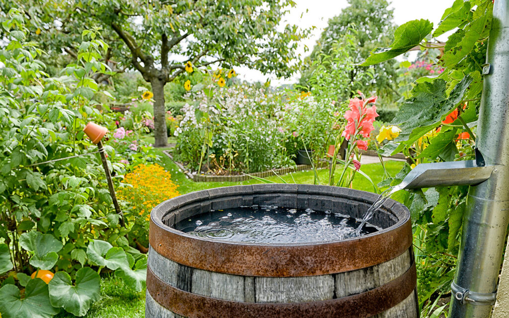 Rainwater caught in a barrel 