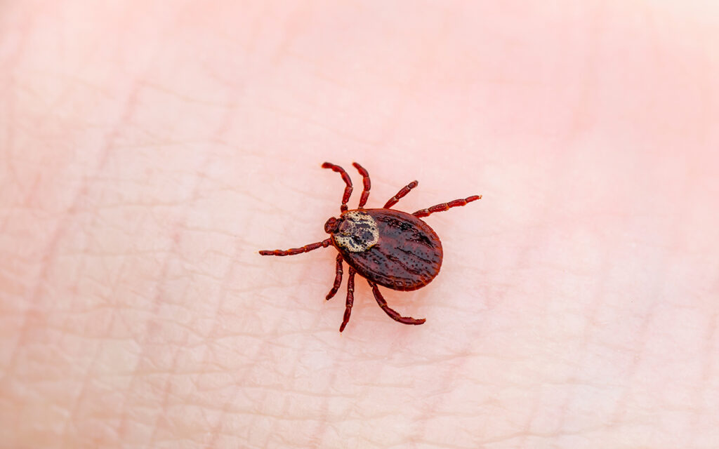 Tick on a person's skin