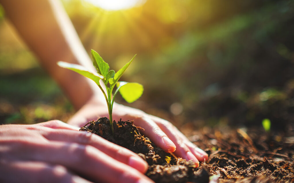 Planting a tree