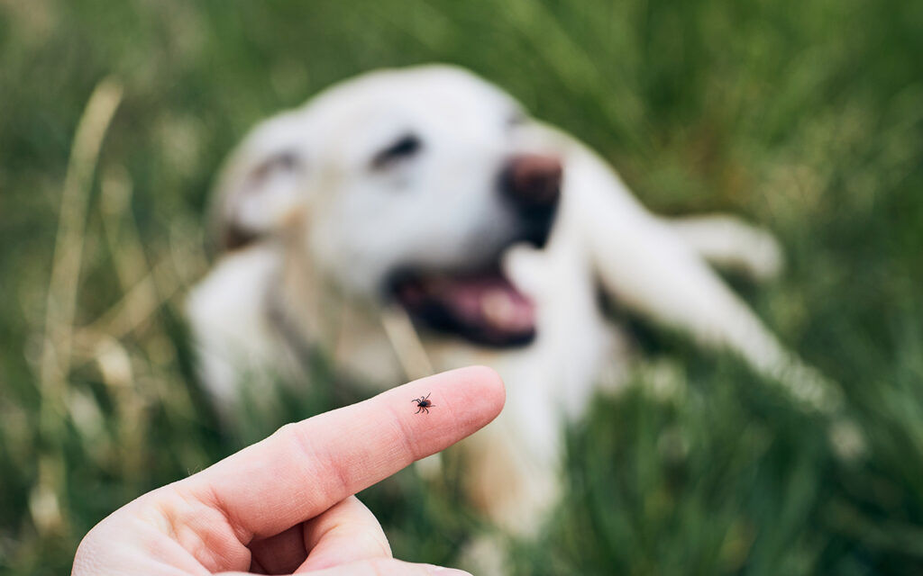 Tick on a finger near a dog