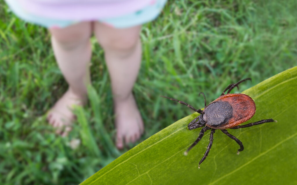 Tick outdoors near a person